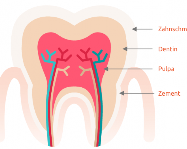 Aufbau Zahn