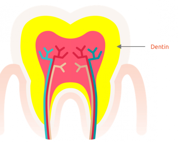 Dentin