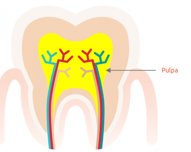 Pulpa